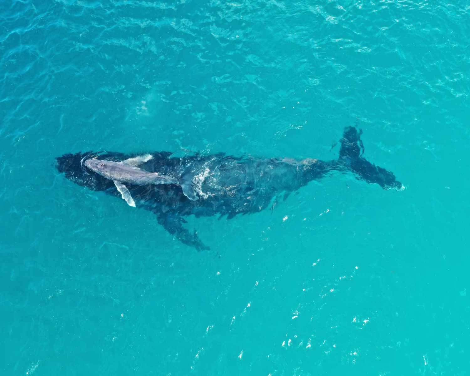 Baleine-a-bosse-et-son-petit_Atoll-dAldabra_Ocean-Indien©Christopher-Jones_Seychelles-Islands-Foundation