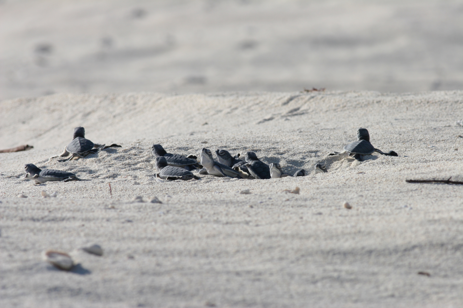 Naissance-de-jeunes-tortues_Ile-Europa_ocean-Indien©Jerome-Bourjea_Ifremer
