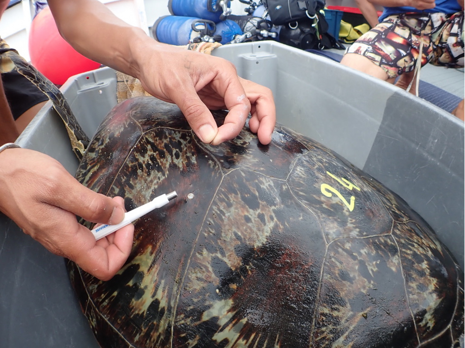 Prelevement-decaille-pour-analyses_Suivi-des-populations-de-tortues-vertes_Ocean-Indien©Stephane-Ciccione_Centre-Kelonia-la-Reunion