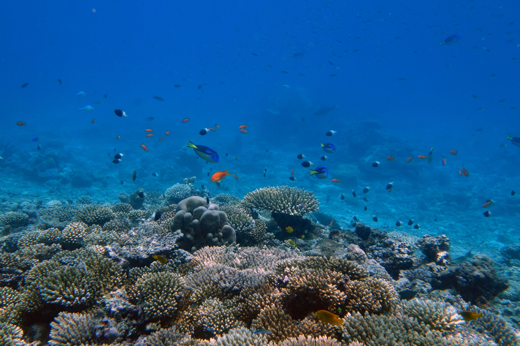 Récifs coralliens de Mohéli