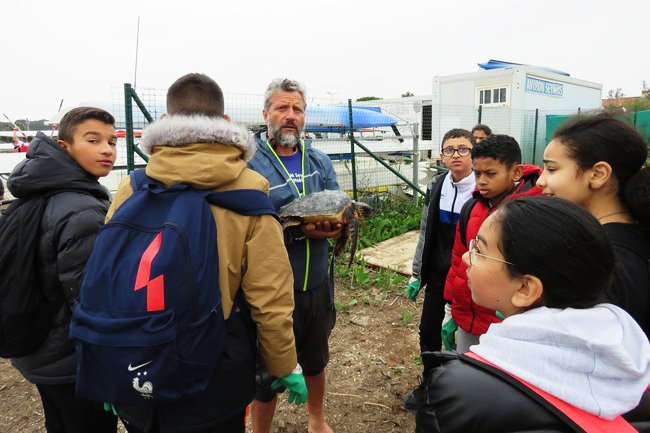 Les élèves de 6e6 du collège Henri-Wallon de La Seyne-sur-Mer portent secours à une tortue caouanne