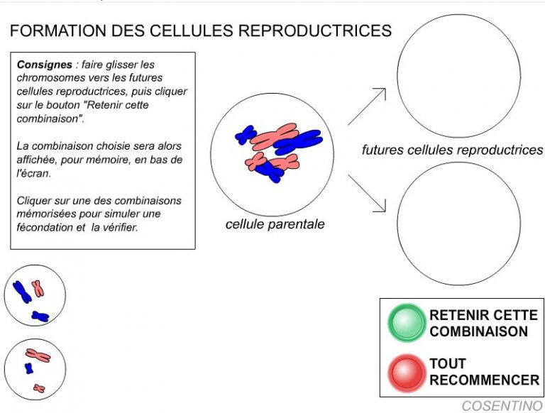 Sciences de la Vie et de la Terre – Page 20 – Site pédagogique de l