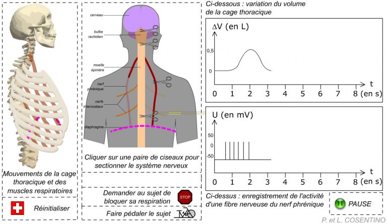 Https Www Pedagogie Ac Nice Fr Svt Productions Equilal