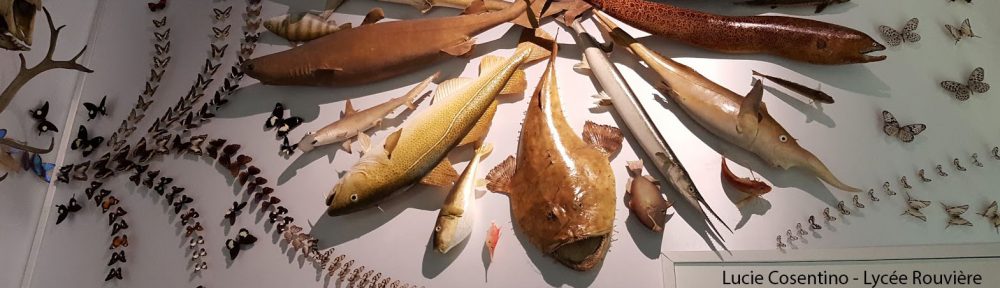 Sciences De La Vie Et De La Terre Site Pédagogique De L