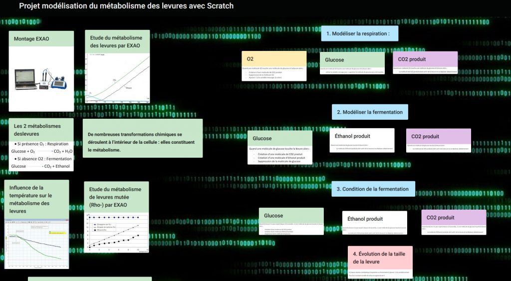 Modélisation du métabolisme des levures avec Scratch – Sciences de la