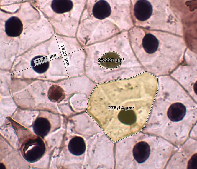 technique pour réaliser des mesures de taille au microscope optique (lame  micrométrique) on Vimeo