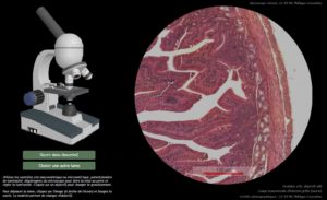 Utiliser son téléphone pour prendre en photo une observation microscopique,  à l'aide d'un adaptateur imprimable en 3D – Sciences de la Vie et de la  Terre