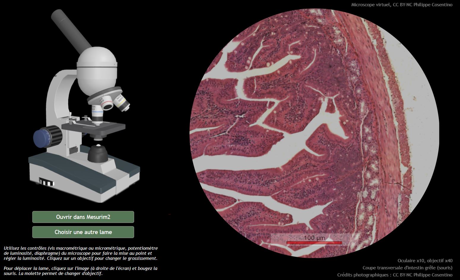 Lame micrométrique